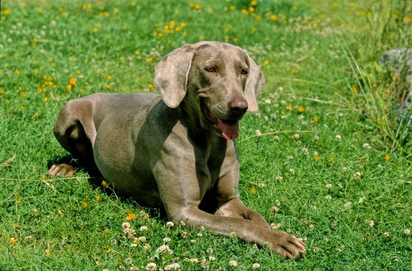 Weimaraner Puppy Jachthond Puppy Hond — Stockfoto