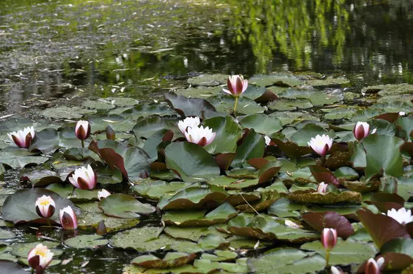 ホワイト 池のピンクの花水リリー — ストック写真