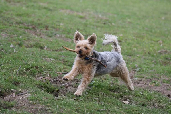 Yorkshire Terrier Corriendo Con Palo — Foto de Stock