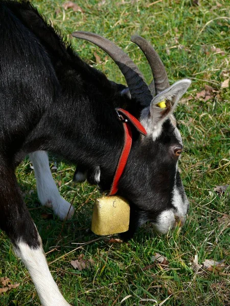 Koza Czarno Biała Koza Dzwonkiem — Zdjęcie stockowe