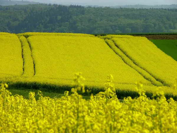 Blossoming Yellow Rape Field Field Scenery Spring Tractor Tracks Blossoming — Fotografia de Stock