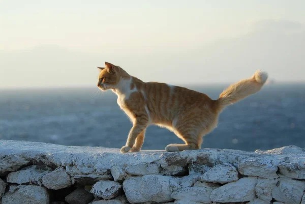 Kot Domowy Czerwony Tabby Białym Stojący Ścianie Widokiem Morze Świetle — Zdjęcie stockowe