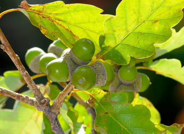 Dal Üzerinde Meşe Palamudu Ngiliz Meşesi Quercus Robur — Stok fotoğraf