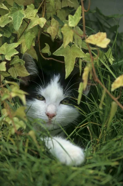 夏の庭でポーズする国内猫 — ストック写真