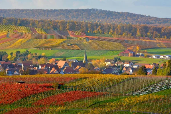 Württembergische Weinlandschaft Herbst Bei Kleingartach Abendstimmung Wein Wald Und Feldlandschaft — Stockfoto