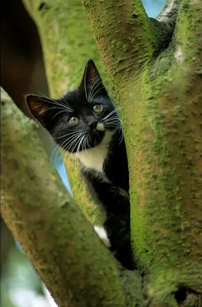ヤングハウス 木に子猫 — ストック写真