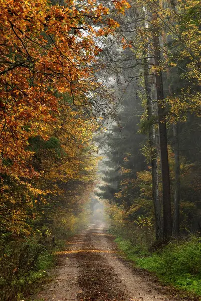 Forest Path Autumn Nuremberg Reichswald Early Morning Foggy Cloudy Weather — Stock Photo, Image
