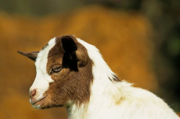 Young Goatling Domestic Pygmy Goat Capra Hircus — Stock Photo, Image