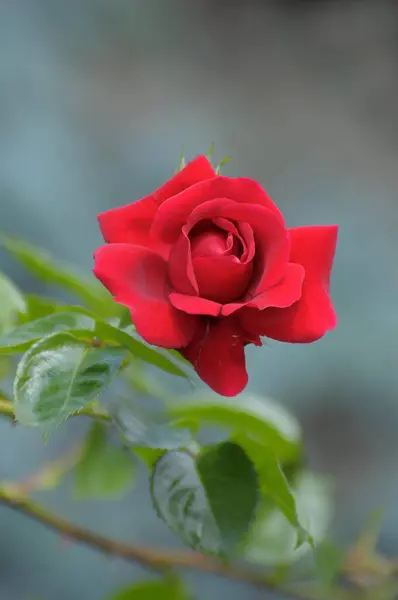 Czerwona Róża Wspinaczkowa Ogrodzie Łuk Różany Ogród Różany Oberderdingen — Zdjęcie stockowe