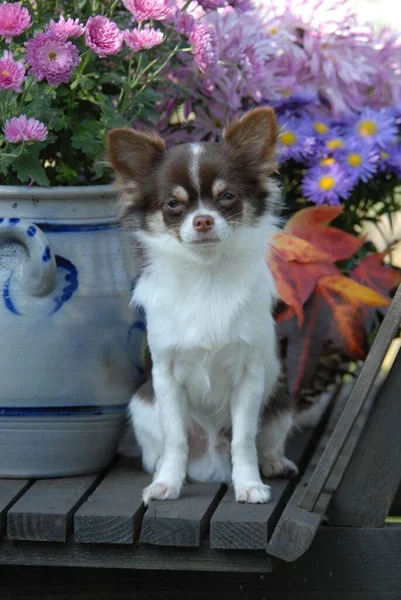 Young Chihuahua, 7 months old, male, longhair, chocolate tan with white, pied, sitting in front of a flowerpot in an old handcart, FCI Standard No. 218, Chihuahua, 7 months old, long-coated, sitting in front of a flowerpot in an old handcart, can