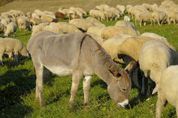 Krajobraz Szwabski Osioł Stadzie Owce Domowe Ovis Orientalis Aries Osioł — Zdjęcie stockowe