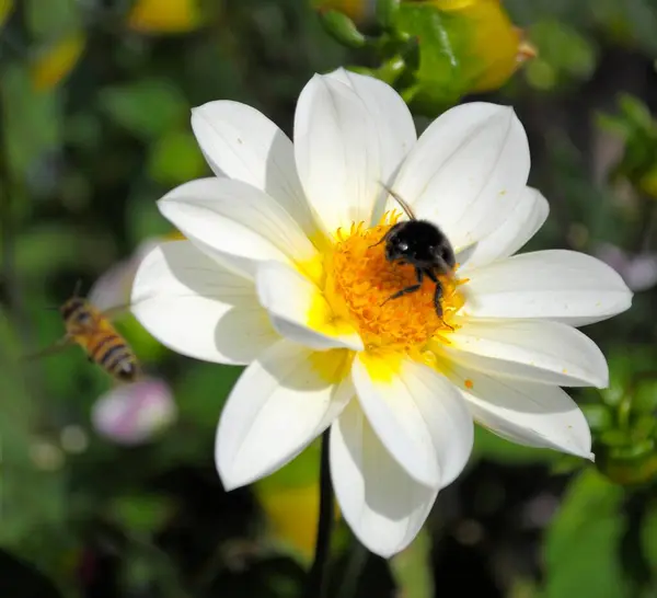 Pojedyncza Kwitnąca Dahlia Ogrodzie Trzmielem Biała Dahlia — Zdjęcie stockowe