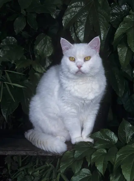 Britská Krátkosrstá Kočka Venku — Stock fotografie