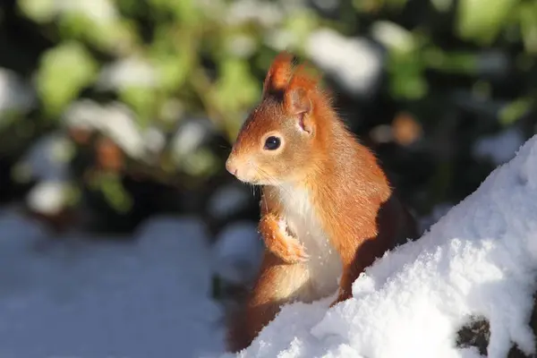 Squirrel in winter Red Squirrel in winter Scirius vulgaris