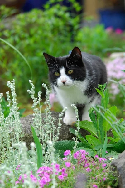 Hauskatze Garten Γάτα Στην Αγριόγατα Felis Silvestris Forma Catus Οικόσιτο — Φωτογραφία Αρχείου