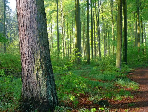 Lövskog Våren — Stockfoto