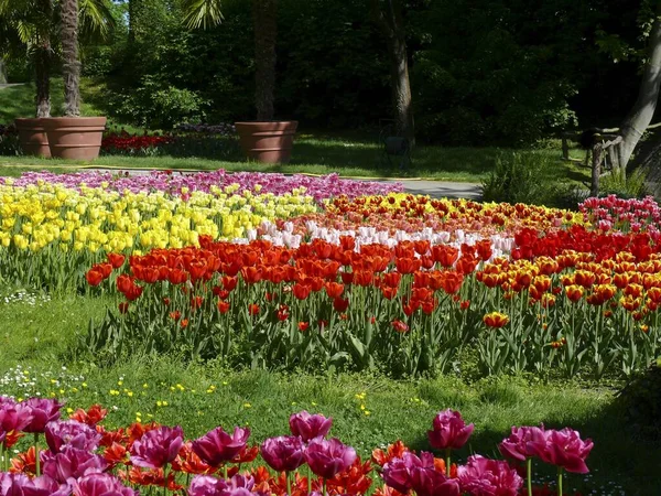 Krásný Tulipán Květy Letní Zahradě — Stock fotografie