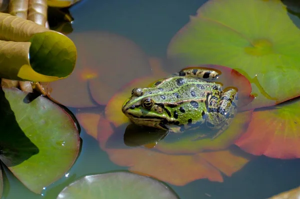 close up view of water frog in pond