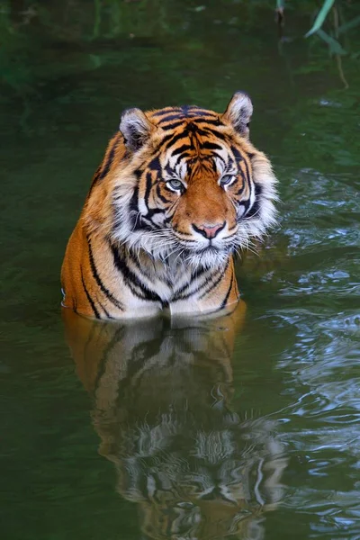 Sumatra Tigre Água — Fotografia de Stock