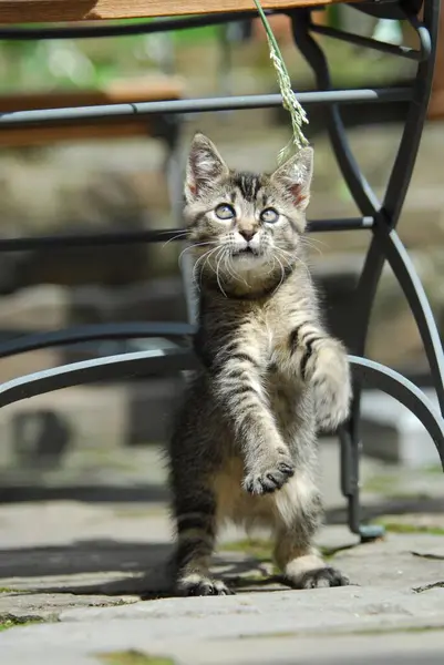 Mladé Domácí Koťátko Tabby Stojící Vzpřímeně Zahradního Křesla Hrající Stéblem — Stock fotografie