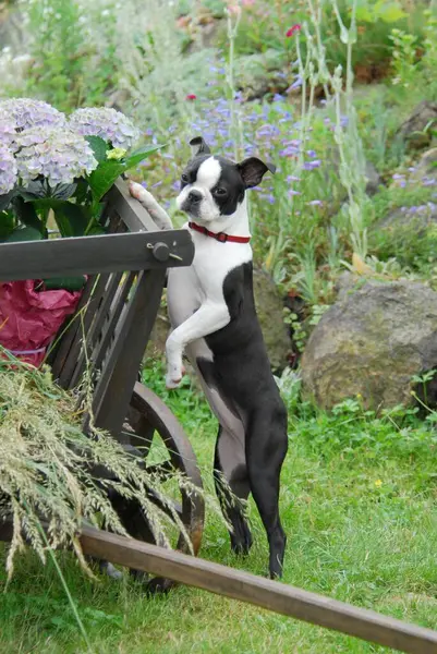Young Boston Terrier, 5 months old, female, Black marked with white, standing upright on an old ladder wagon, American dog breed, FCI, Standard No. 140, young Boston Terrier, 5 months old, female, Black marked with white, standing straig