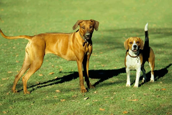 Rhodéský Ridgeback Beagle — Stock fotografie