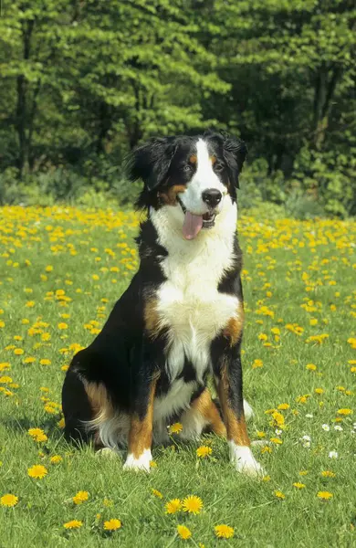 Bernese Mountain Dog Animal — Stock Photo, Image