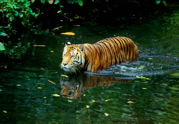 Tygrys Sumatrański Panthera Tigris Sumatrae Tygrys Sumatrański — Zdjęcie stockowe