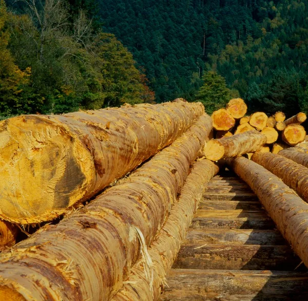 Tymczasowe Składowanie Drewna Sortownia Czarny Las Badenia Wirtembergia Niemcy Europa — Zdjęcie stockowe