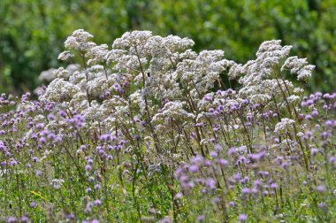 Valerian flowering in the field clipart