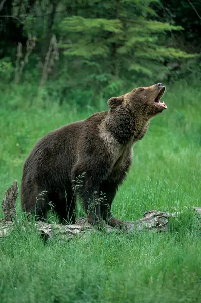 Grizzly Bear Ursus Arctos Terribilis Grisli Grisly 갈색곰 Grizzly Bear — 스톡 사진
