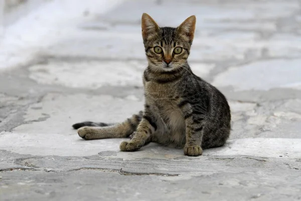 Młody Kotek Domowy Grzebień Siedzący Skalistym Gruncie Wyspa Tinos Cyklady — Zdjęcie stockowe