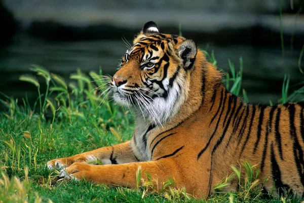Tygrys Sumatrański Panthera Tigris Sumatrae Tygrys Sumatrański — Zdjęcie stockowe
