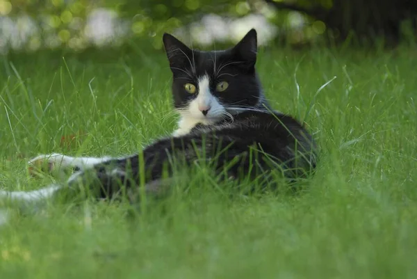 Hauskatze 고양이는 잔디에 누워있다 펠리스 Silvestris 고양이 — 스톡 사진
