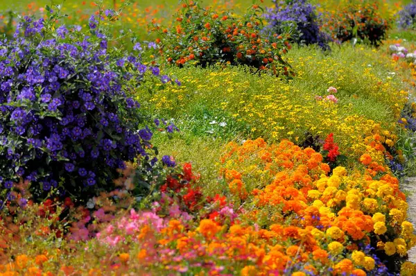 Summer Flower Bed Dobel Flower Mix — Stock Photo, Image