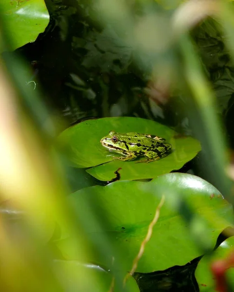 Vodní Žába Číhající Liliové Podložce — Stock fotografie