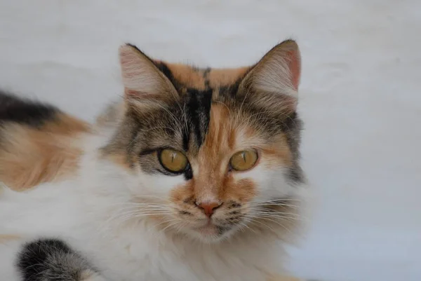 Domestic Cat Tortie Tabby White Portré Dodekán Görögország Macska Tortie — Stock Fotó