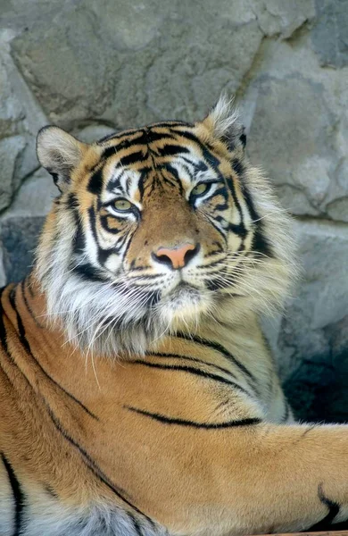 Młody Tygrys Sumatrzański Panthera Tigris Sumatrae Rheine Zoo — Zdjęcie stockowe
