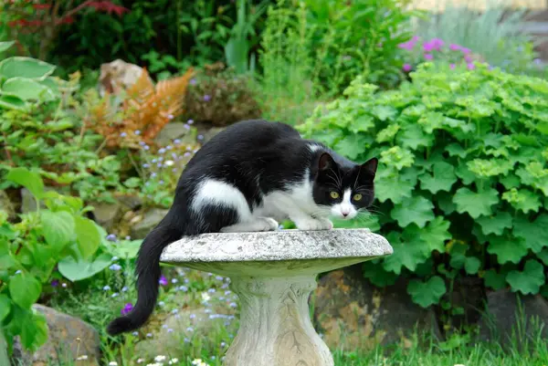 Hauskatze Sitzt Auf Steintisch Cat Sitting Stone Wildcat Felis Silvestris — стоковое фото