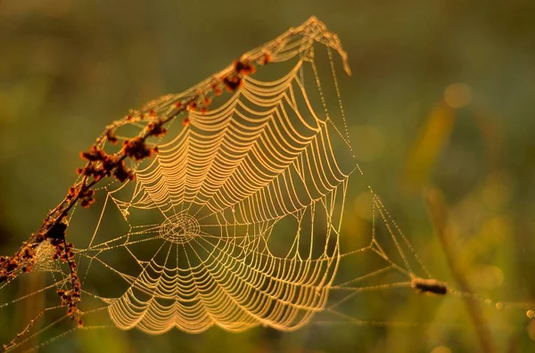 蜘蛛的网在晨露中 — 图库照片