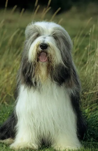 Bearded Collie Highland Collie Mountain Collie Mou Collie Fci Standard — 스톡 사진