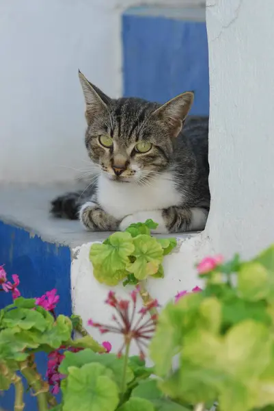 Cute Domestic Cat Daytime Shot — Stock Photo, Image