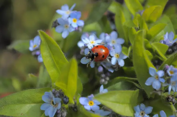 Ladybird Forget Garden Wood Forget Myosotis Sylvatica Επτά Σποτ Πασχαλίτσα — Φωτογραφία Αρχείου