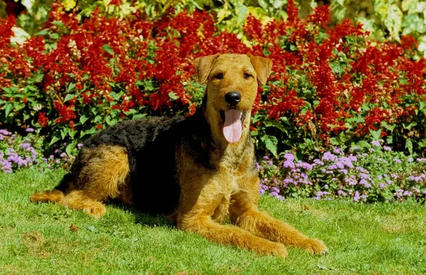 Airedale Pies Domowy Canis Lupus Familiaris Fci Standard — Zdjęcie stockowe