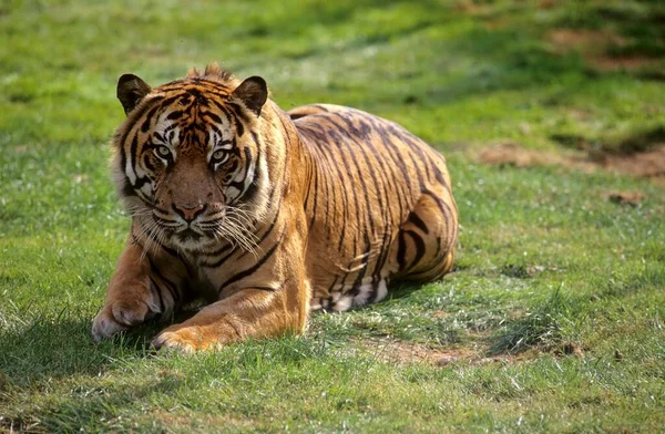 Młody Tygrys Sumatrzański Panthera Tigris Sumatrae — Zdjęcie stockowe