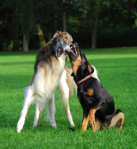 Борзой Русским Грейхундом Собакой Смешанной Породы Canis Lupus Familiaris Играющей — стоковое фото