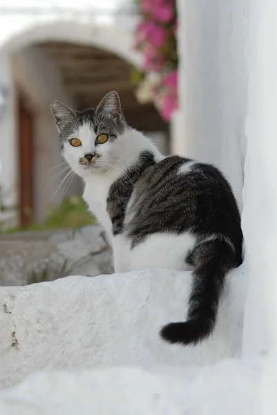 Gato Doméstico Tabby Com Branco Sentado Passo Dodecaneso Grécia Gato — Fotografia de Stock