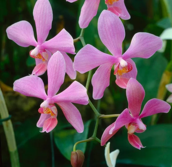 Орхідея Phalaenopsis Hybrid Малайська Квітка — стокове фото