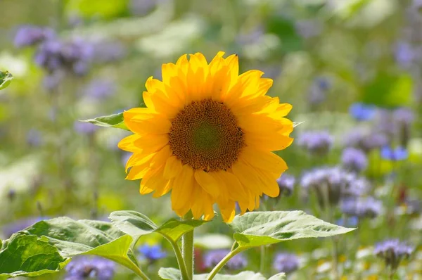 Tournesol Dans Jardin — Photo