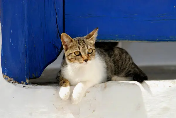 国内猫 白と灰色のタビーは 青い木製のドアの下に横たわっています ティノス島 キクラデス ギリシャ 非プリーツリーワイルドキャット フェリスシルベストリス ネコス ヨーロッパ — ストック写真